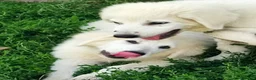 Pastore Abbruzzese Maremmano cani in vendita: Disponibili cuccioli di pastore maremmanoabruzzese - Annuncio 8