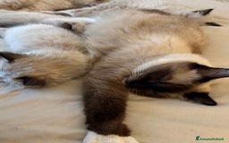 Ragdoll gatti in vendita: Ragdoll cucciolo  a Provincia di Varese - Immagine 10