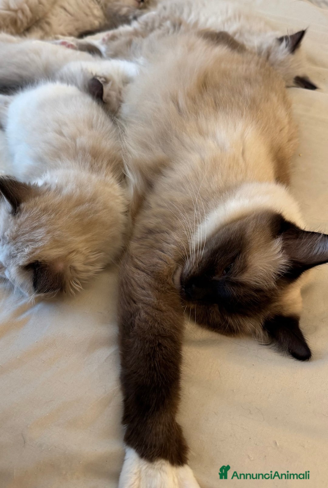 Ragdoll gatti in vendita: Ragdoll cucciolo  a Provincia di Varese - Immagine 10