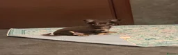 Chihuahua cani in vendita: Cucciolo di chihuahua - Annuncio 3