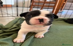 Bulldog Francese cani in vendita: Cucciola bulldog francese  a Provincia di Varese - Immagine 2