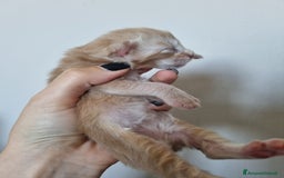 Maine Coon gatti in vendita: Prenotazioni Aperte - Cuccioli di Maine Coon! a Provincia di Cuneo - Immagine 5