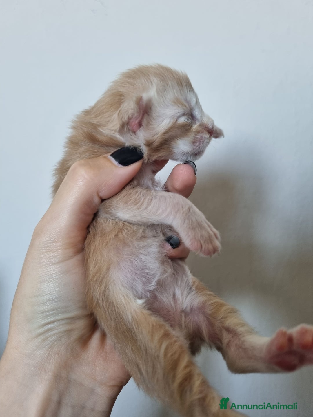 Maine Coon gatti in vendita: Prenotazioni Aperte - Cuccioli di Maine Coon! a Provincia di Cuneo - Immagine 5