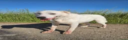 Meticcio cani in regalo: Consuelo: dolce, equilibrata, socievole  - Annuncio 6