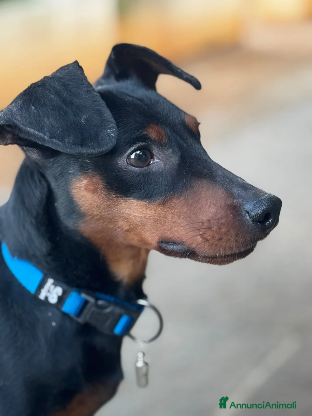 Pinscher Miniatura cani in regalo: Pinscher nano in affido - Annuncio 1
