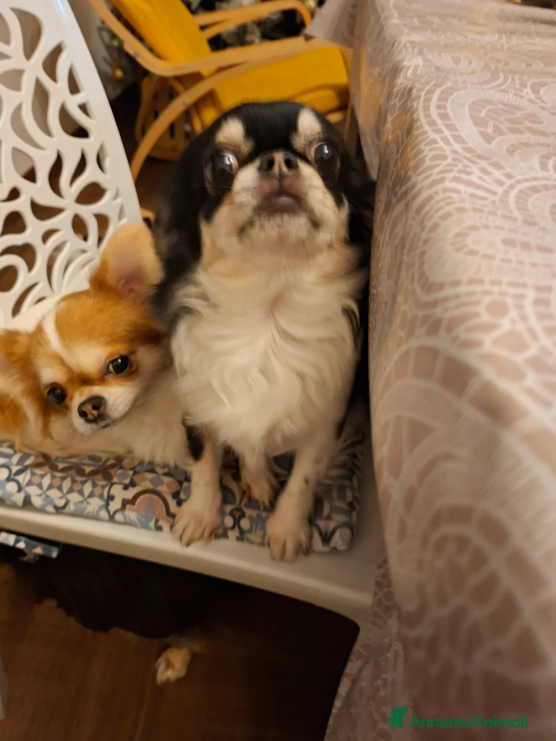 Chihuahua cani in vendita: Chihuahua pelo lungo  - Annuncio 17