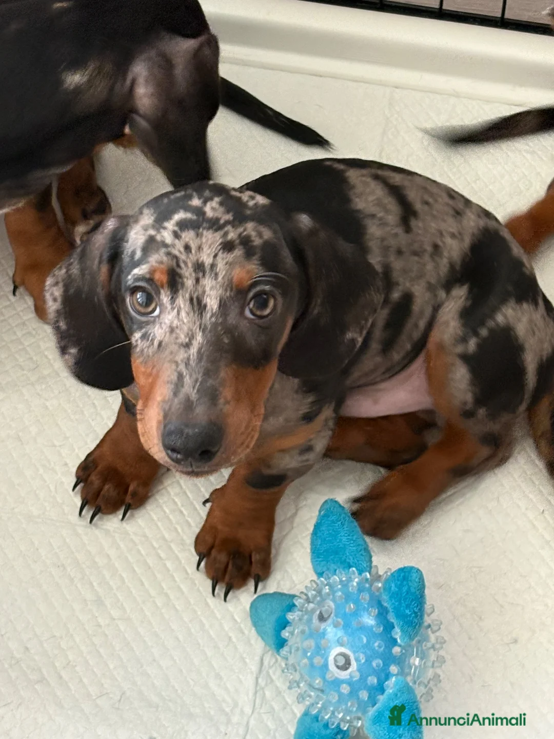 Bassotto cani in vendita: Cuccioli di bassotto Arlecchino  a Città metropolitana di Catania - Annuncio 1