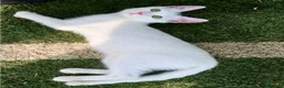 Europeo gatti in regalo: Gattina bianca 3 mesi a Città metropolitana di Roma Capitale - Annuncio 4