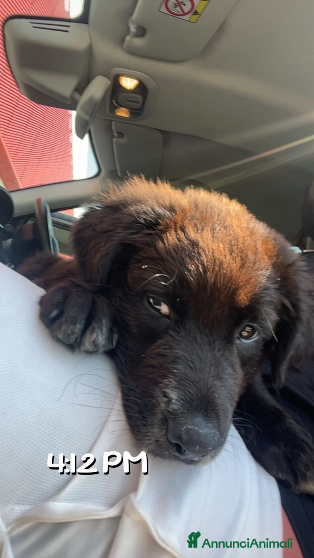 Meticcio cani in vendita: METICCIO - Annuncio 2