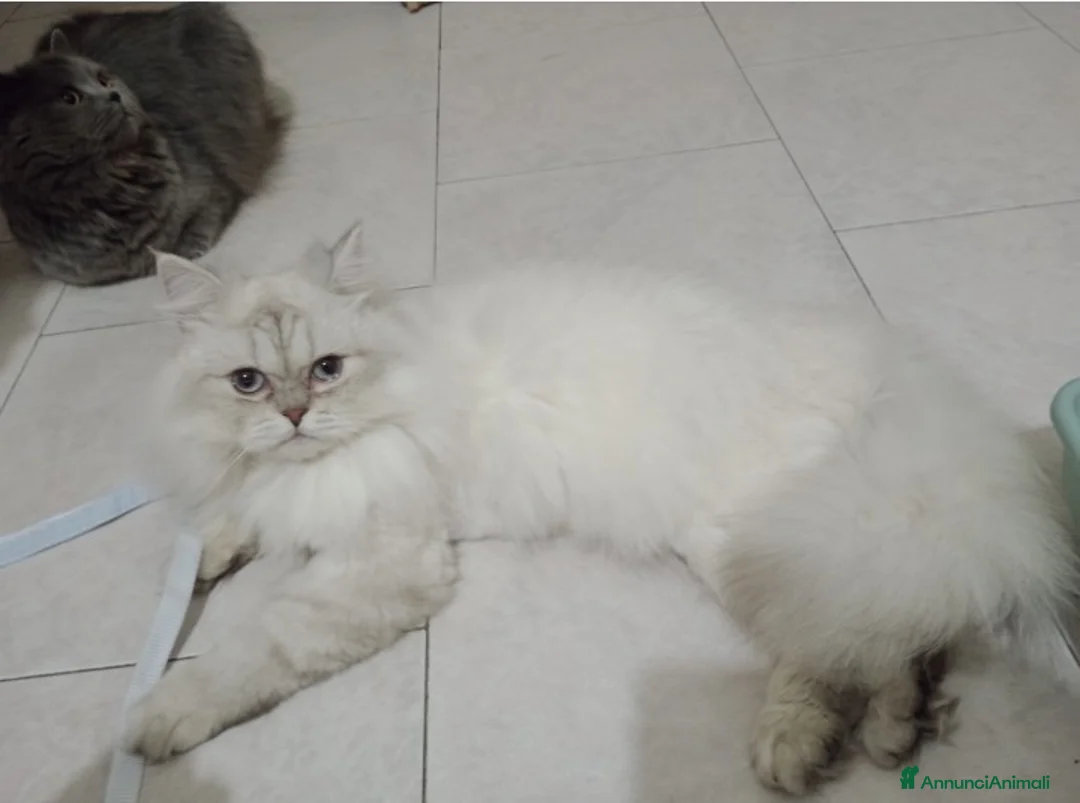 British gatti in vendita: Brittish Longhair Chinchilla  - Annuncio 2