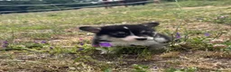 Corgi Pembroke cani in vendita: Welsh Corgi Pembroke con Pedigree - Annuncio 3