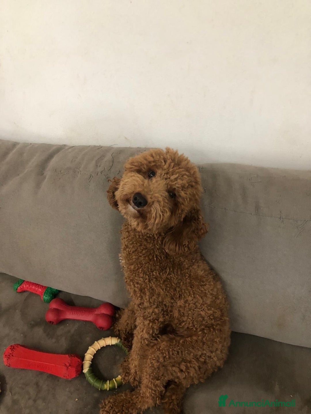 Barboncino Toy cani per accoppiamento: Fidanzatina - Annuncio 2