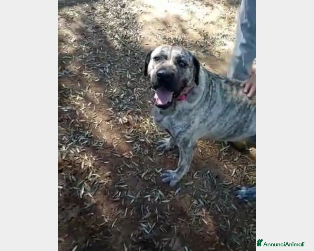 Meticcio cani Simil Corso tigrata 3anni salvata URGE CASA ROMA a Roma - Annuncio 1