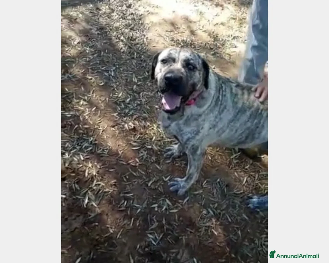 Meticcio cani in regalo: Simil Corso tigrata 3anni salvata URGE CASA ROMA a Roma - Annuncio 1