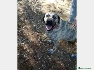 Meticcio cani Simil Corso tigrata 3anni salvata URGE CASA ROMA a Roma - Annuncio 27