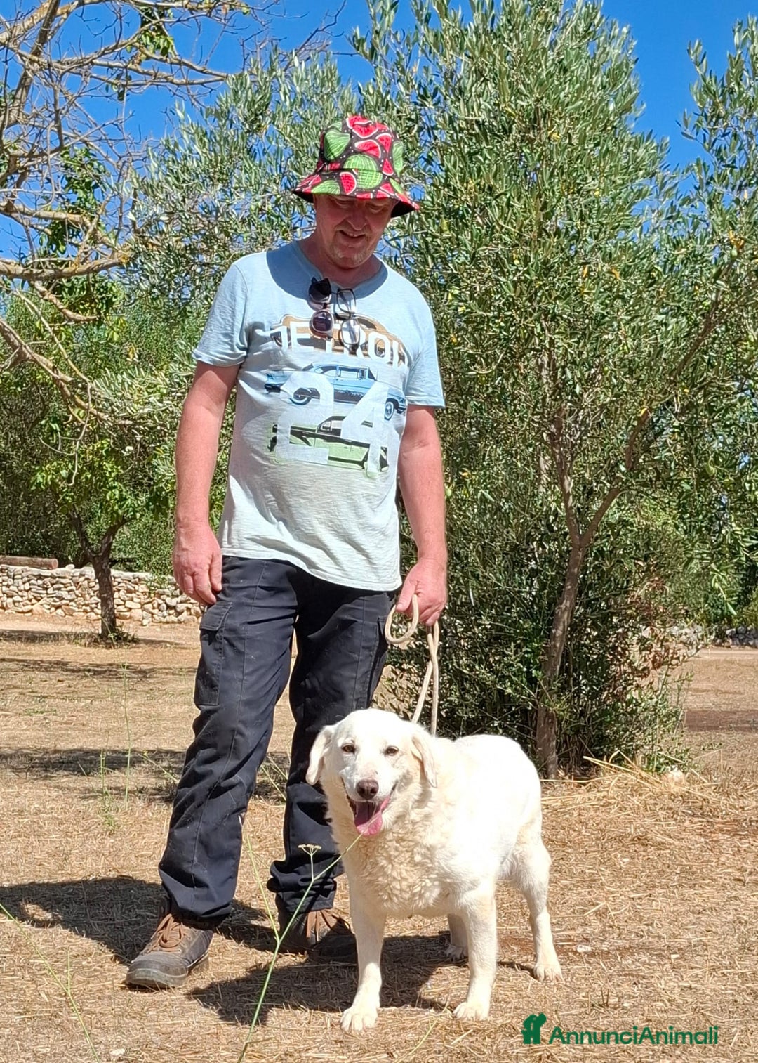 Meticcio cani in regalo: Nonna Olga Cerca Famiglia. Info Monica 3890238584 - Annuncio 8