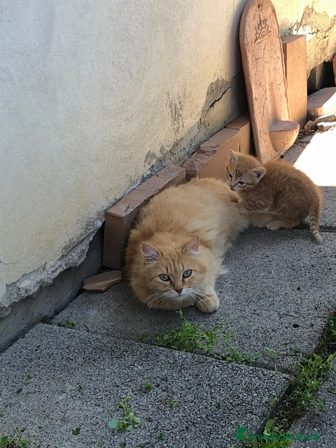 Meticcio gatti in regalo: Gattina Rossa (Ginger) per donazione gratuita - Annuncio 6
