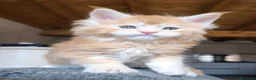 Maine Coon gatti in vendita: Maine coon a Provincia di Vicenza - Annuncio 6