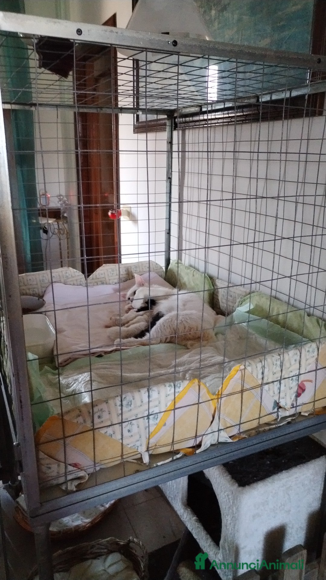 Maine Coon gatti in vendita: Maine coon  - Annuncio 3