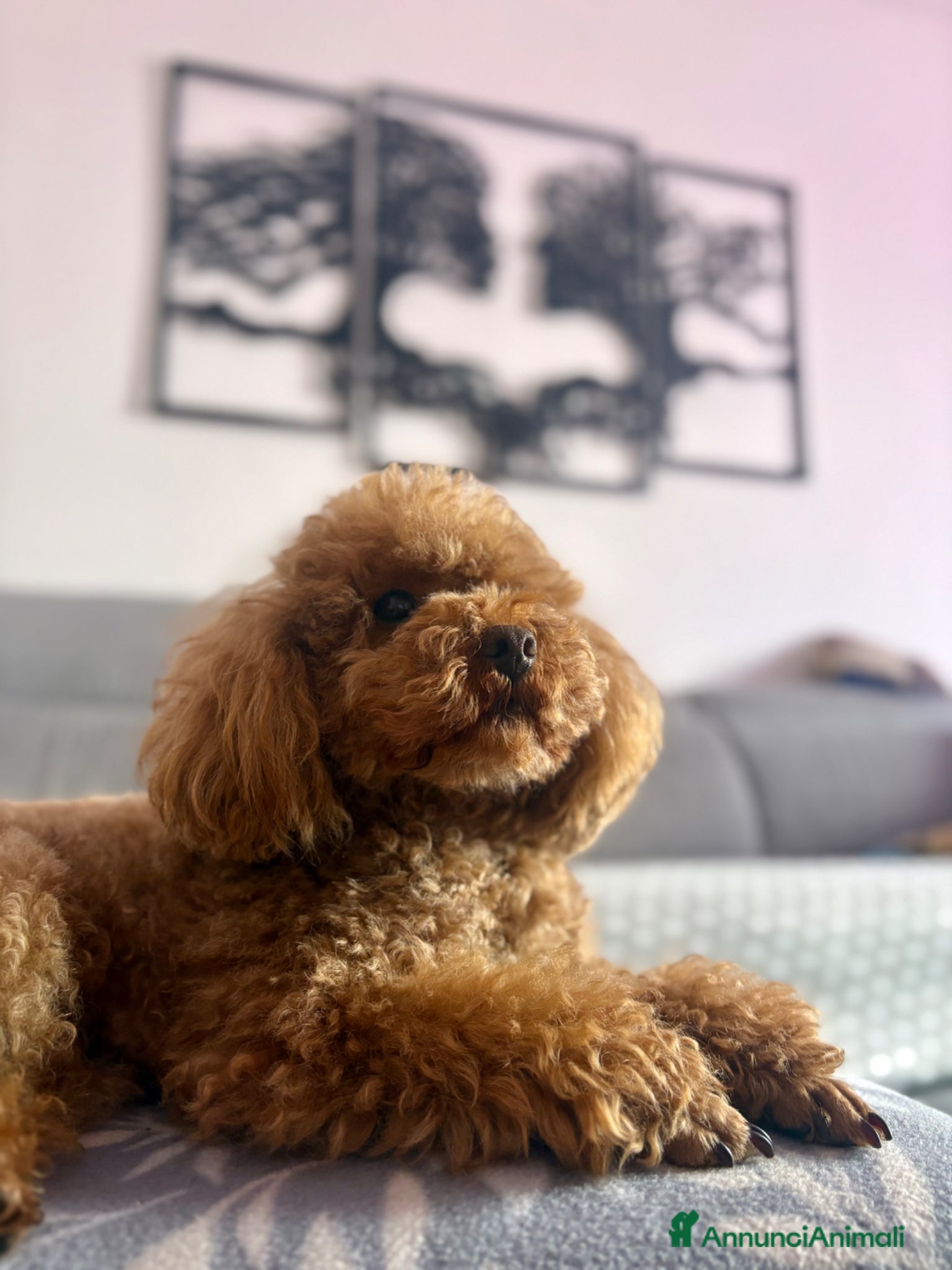 Barboncino Toy cani per accoppiamento: Barboncino Toy disponibile per monta  - Annuncio 3