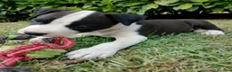 American Staffordshire cani in vendita: Amstaff - Annuncio 4