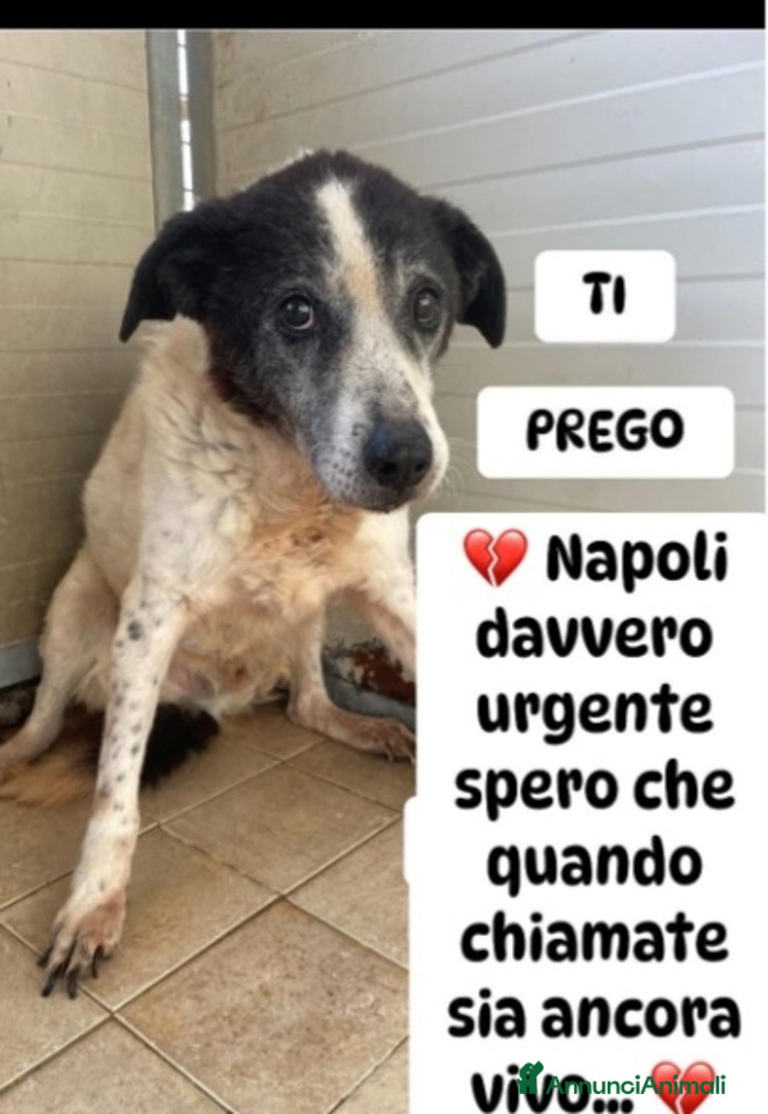 Meticcio cani in regalo: Maschietto 14ANNI SUL CEMENTO DI 1BOX!! NAPOLI SOS a Città metropolitana di Milano - Annuncio 1