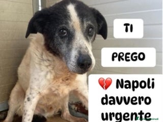 Meticcio cani Maschietto 14ANNI SUL CEMENTO DI 1BOX!! NAPOLI SOS a Città metropolitana di Milano - Annuncio 25
