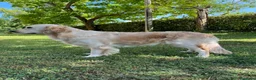 Golden Retriever cani in vendita: Cucciole di golden retriver linea inglese a Provincia di Ancona - Annuncio 2