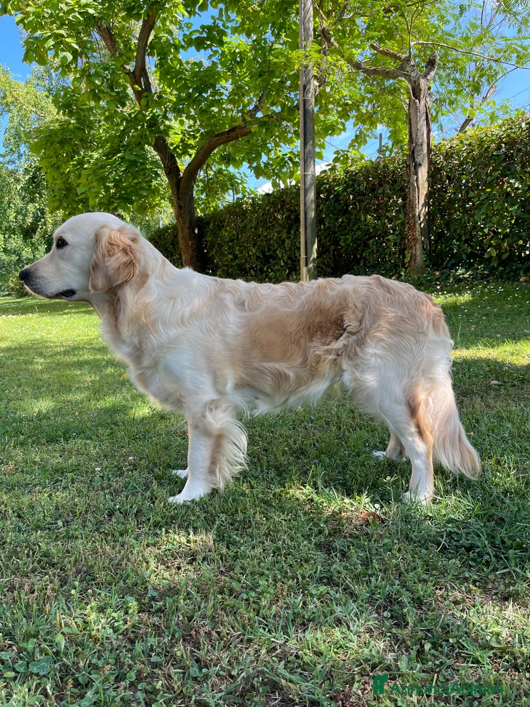 Golden Retriever cani in vendita: Cucciole di golden retriver linea inglese a Provincia di Ancona - Annuncio 2