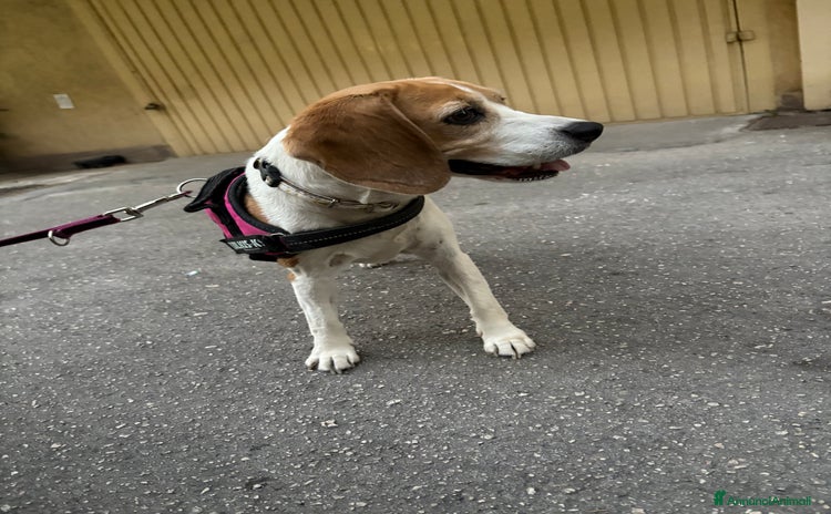 Beagle cani a Provincia di Caserta - Annuncio 18
