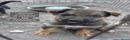 Meticcio cani in regalo: Cuccioli, non hanno chiesto di nascere  a Provincia di Brescia - Annuncio 11