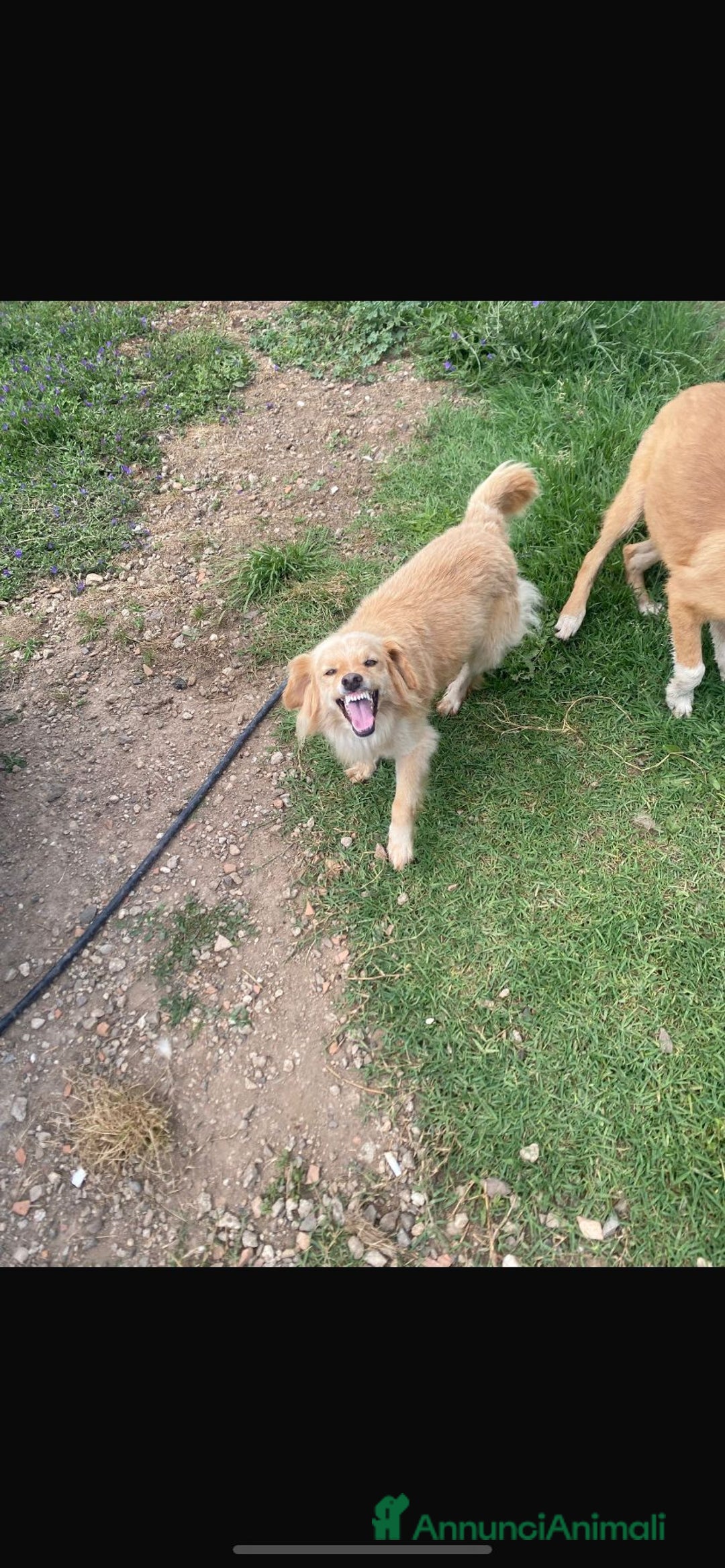 Meticcio cani in regalo: 3anni mMirto mix volpino 7/8kg SOS CASA SARDEGNA - Annuncio 7