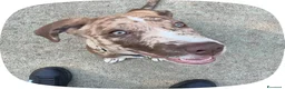 Meticcio cani in regalo: cucciolo  a Provincia di Monza e della Brianza - Annuncio 3