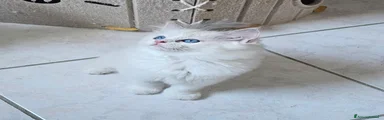 Ragdoll 4