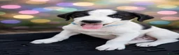 Meticcio cani in regalo: 3cuccioli quasi 3mesi tg media SICILIA SOS  - Annuncio 9