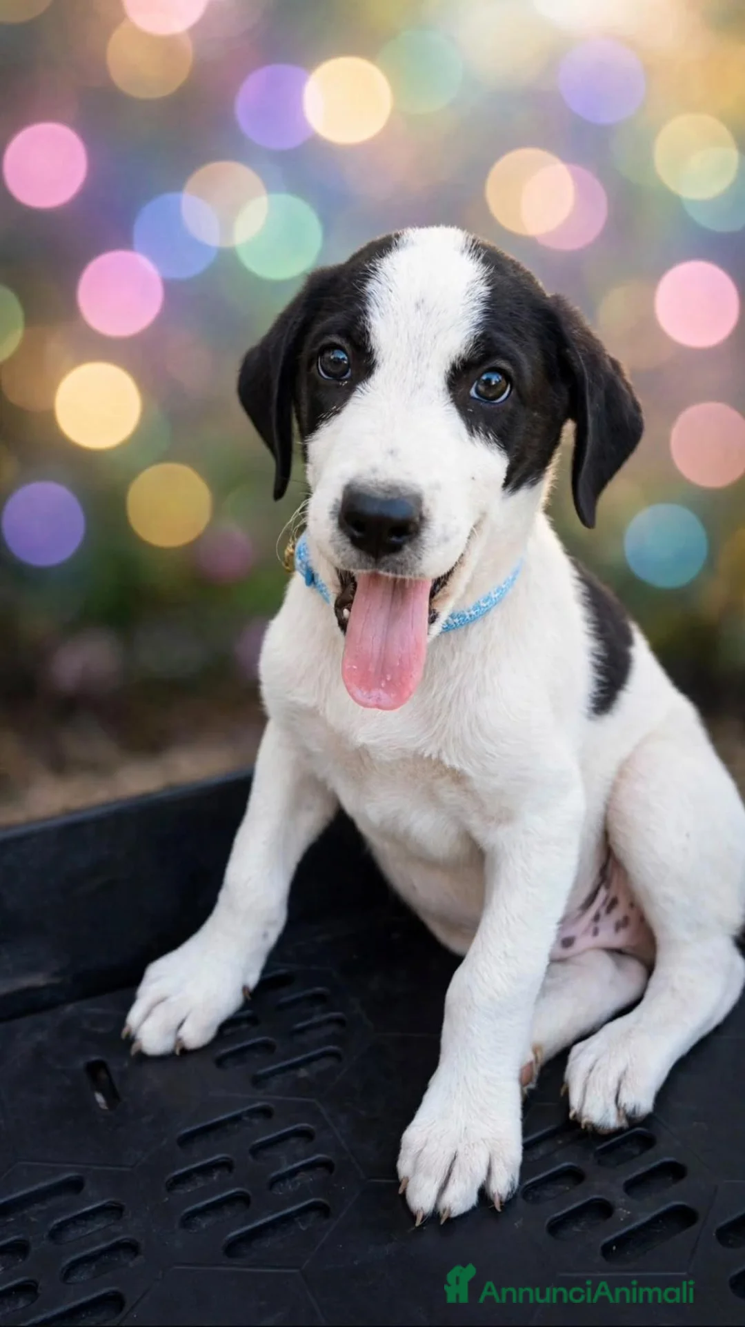 Meticcio cani in regalo: 3cuccioli quasi 3mesi tg media SICILIA SOS  - Annuncio 9