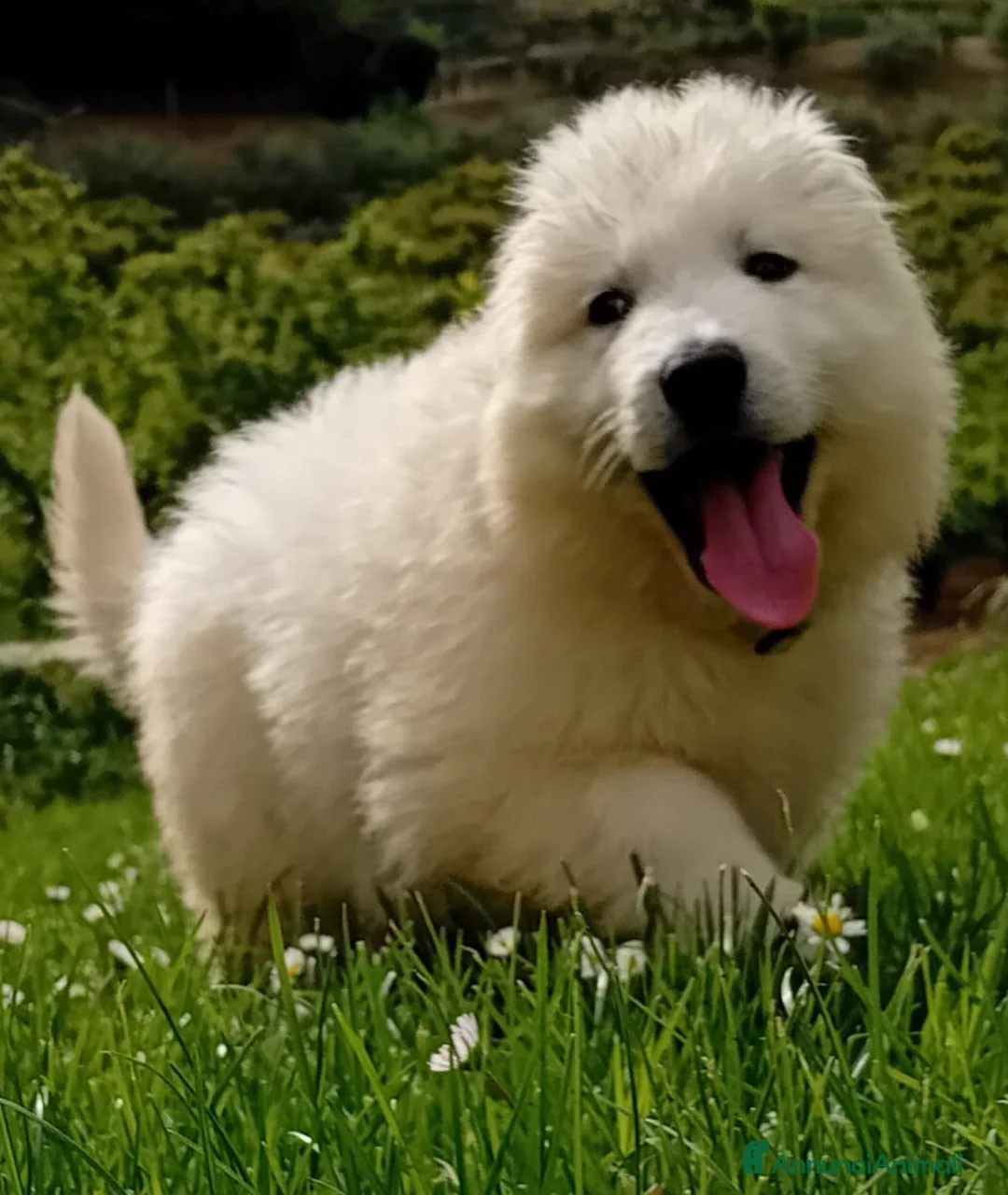 Immagine della galleria {{count}}