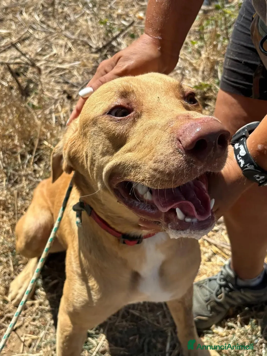 Meticcio cani in regalo: Severino cucciolone 8 mesi cerca casa in adozione - Annuncio 2