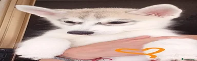 Husky 3