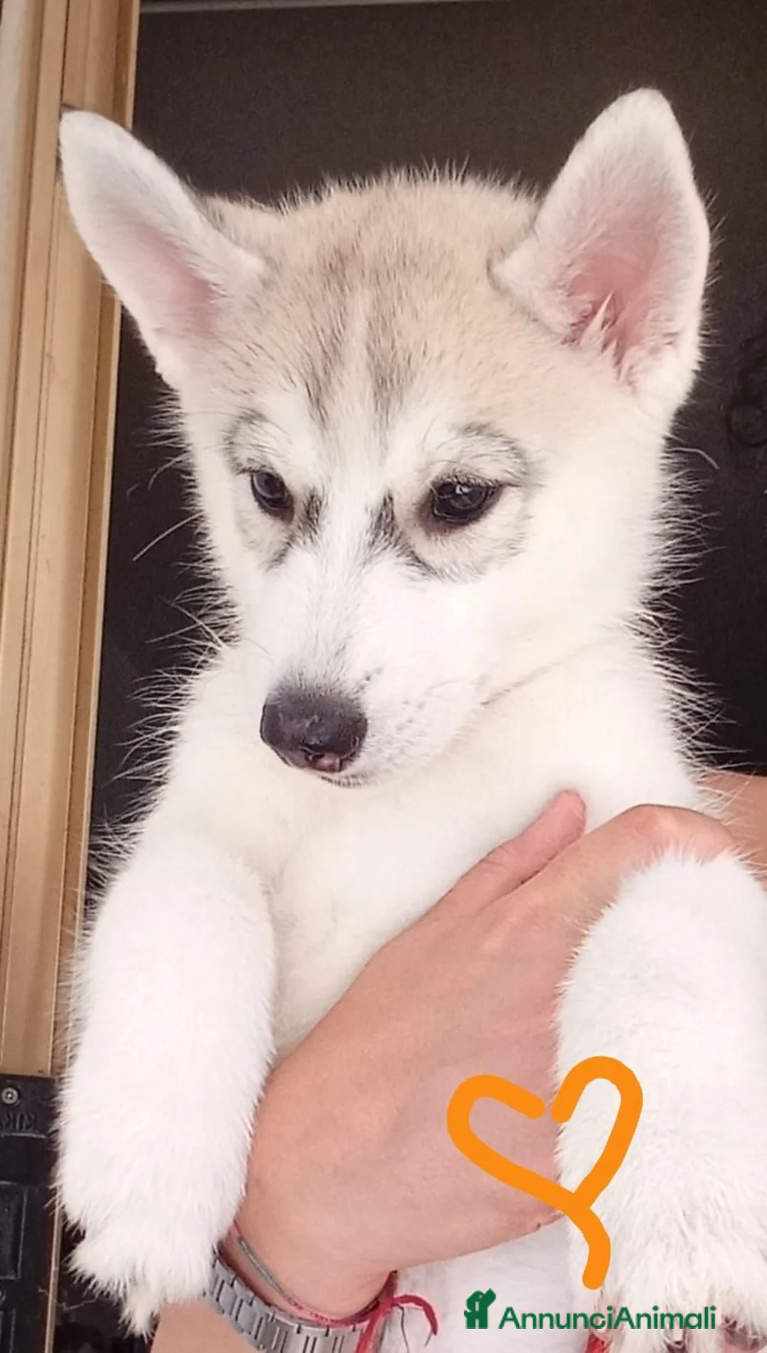 Husky cani in vendita: Meravigliosi cuccioli di Siberian Husky  a Città metropolitana di Roma Capitale - Annuncio 8