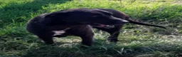 Meticcio cani in regalo: Franz dolcissimo simil labrador cioccolato a Provincia di Piacenza - Annuncio 2