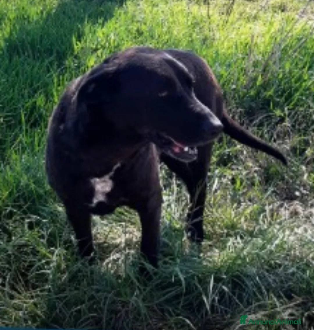 Meticcio cani in regalo: Franz dolcissimo simil labrador cioccolato a Provincia di Piacenza - Annuncio 2