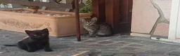 Europeo gatti in regalo: Splendidi gattini  - Annuncio 4