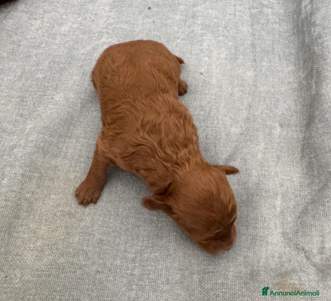 Barboncino Toy cani in vendita: Barboncini Toy red Abruzzo - Annuncio 10