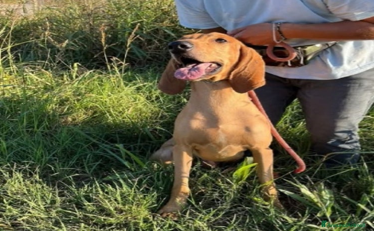 Segugio cani 2segugi 2anni e 1/2 PRESTO IN CANILE.ROVIGO URGENO - Annuncio 9