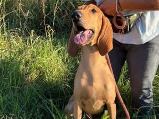 Segugio cani 2segugi 2anni e 1/2 PRESTO IN CANILE.ROVIGO URGENO - Annuncio 12