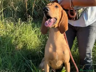 Segugio cani 2segugi 2anni e 1/2 PRESTO IN CANILE.ROVIGO URGENO - Annuncio 15