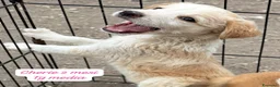 Meticcio cani in regalo: Trovatelli cercano urgentemente casa  a Provincia di Monza e della Brianza - Annuncio 10