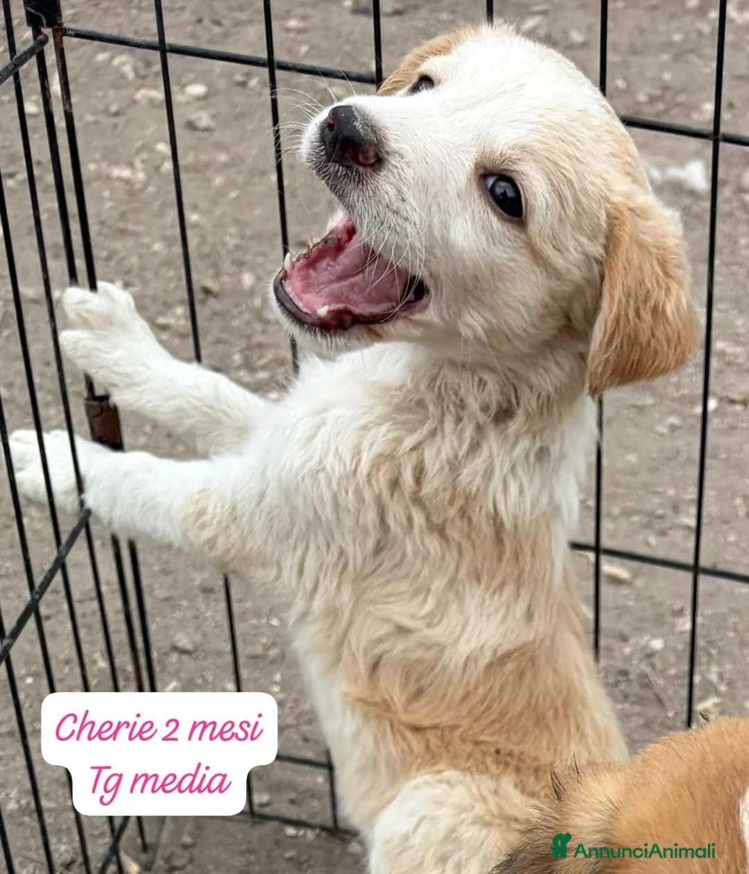 Meticcio cani in regalo: Trovatelli cercano urgentemente casa  a Provincia di Monza e della Brianza - Annuncio 10