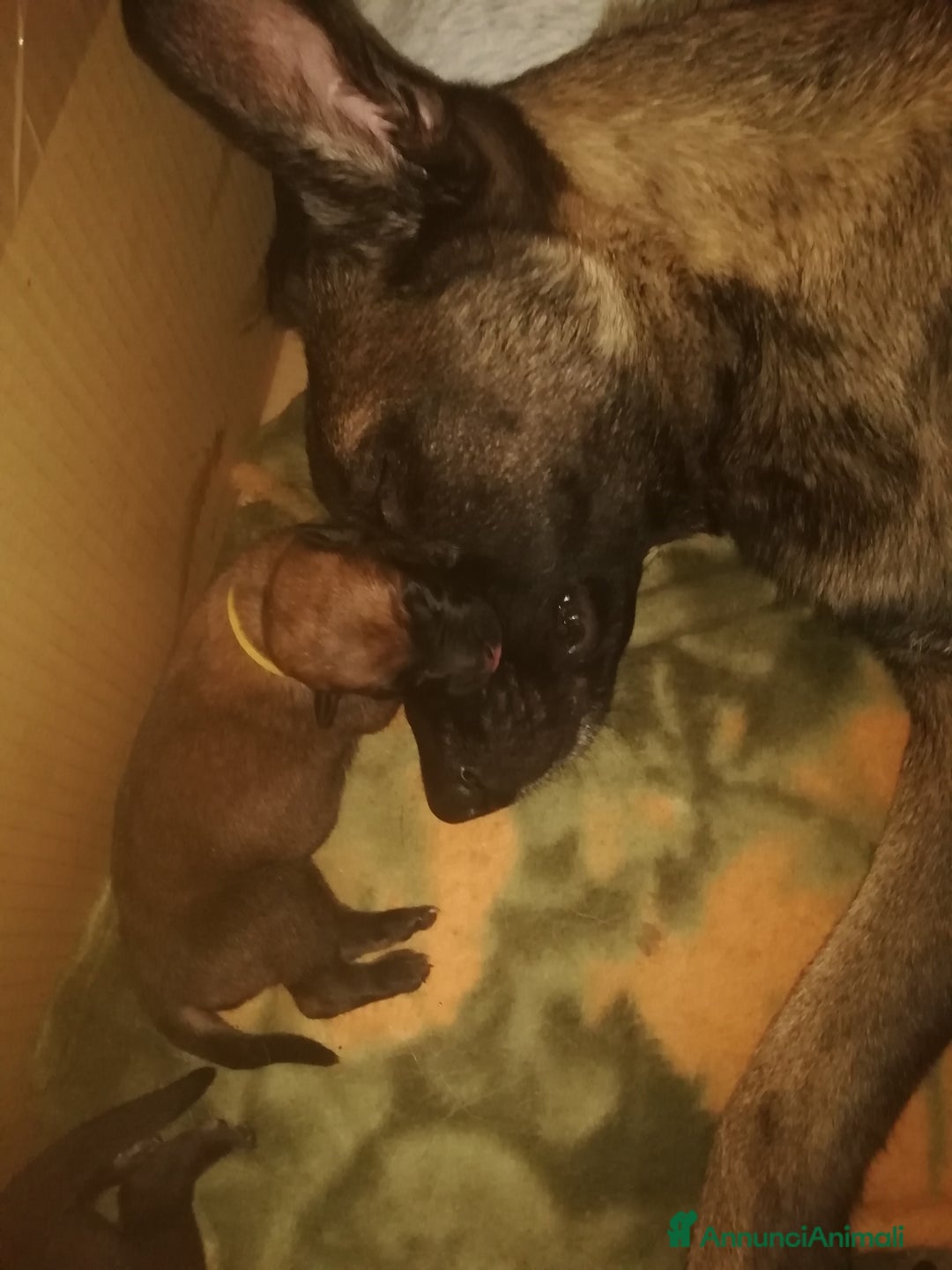 Pastore Belga cani in vendita: Cuccioli pastore belga Malinois con Pedigree ENCI - Annuncio 6